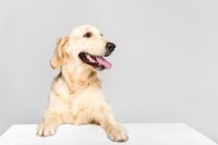 Comportement canin 1er niveau – Les comportements déviants et la nutrition 48h