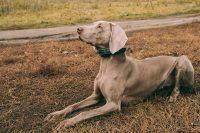 Comportement canin 2ème niveau – Comprendre et modifier les situations de réactivité 48h