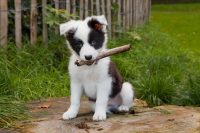 La socialisation du chiot – Gestion d’une classe de maternelle 48h