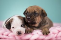 Comment choisir votre chiot – 1 juillet à 10h