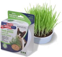 Herbe D’Avoine Pour Chat à Pousser