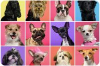 Adoption du chiot ou du chien adulte, psychologie et comportement canin – 6 juillet 10h