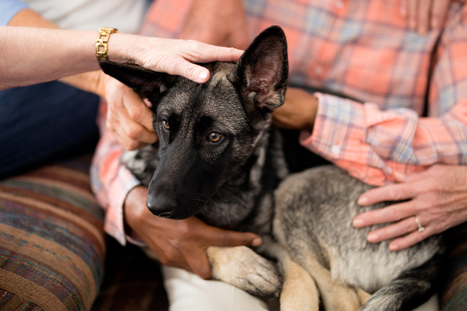 Les troubles de comportement canin