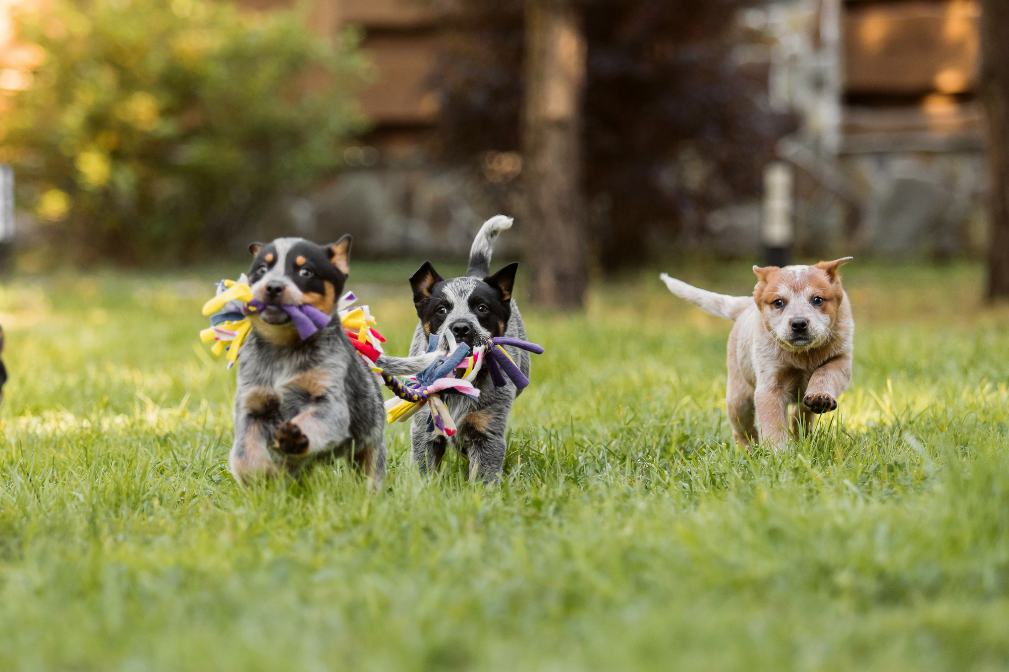 socialisation chiots