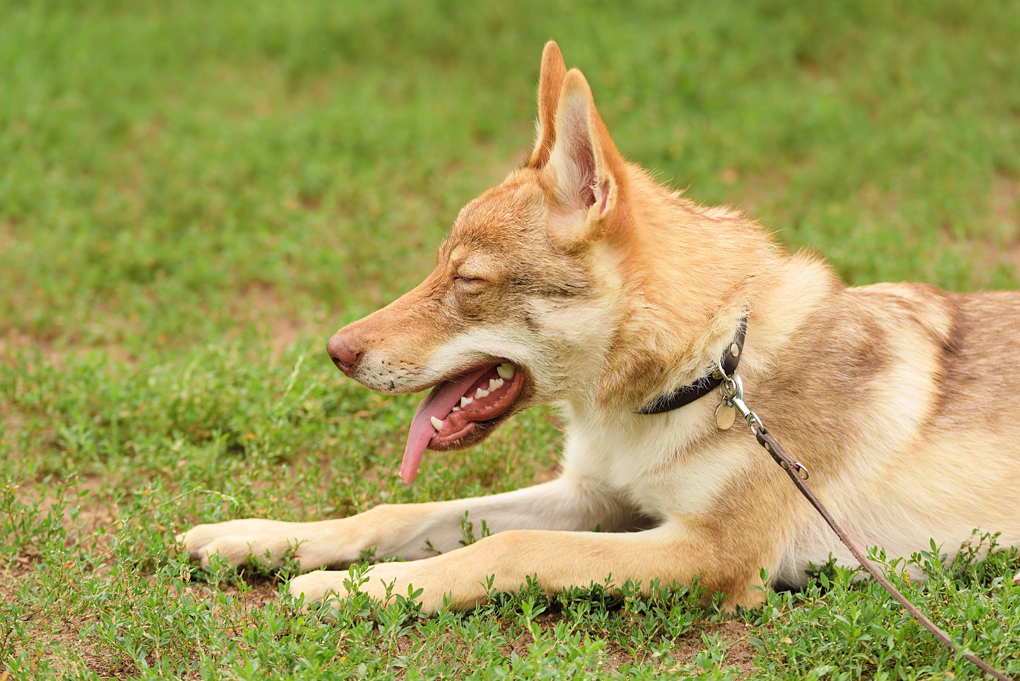 chien - éducation canine