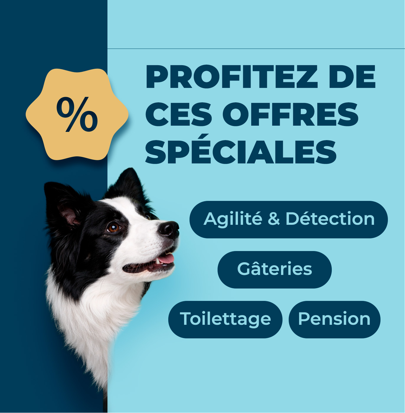 Newsletter Domaine Animo section 01