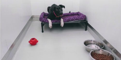 Pension au DA+ Pension au DA+