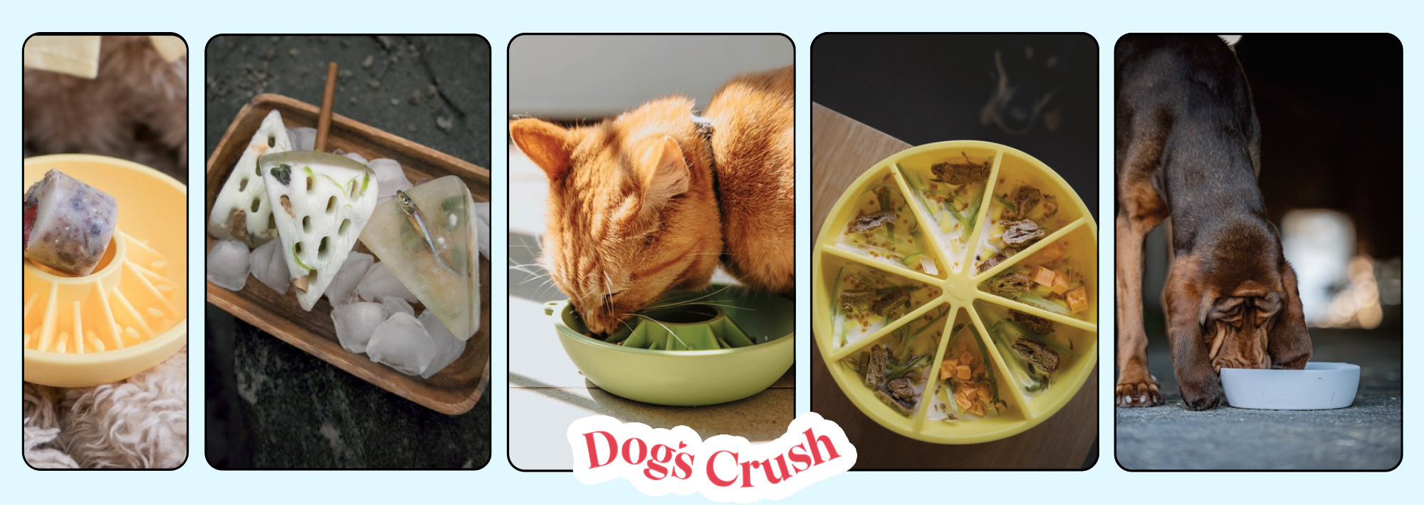 Nouveauté : Les BOLS DOG's CRUSH